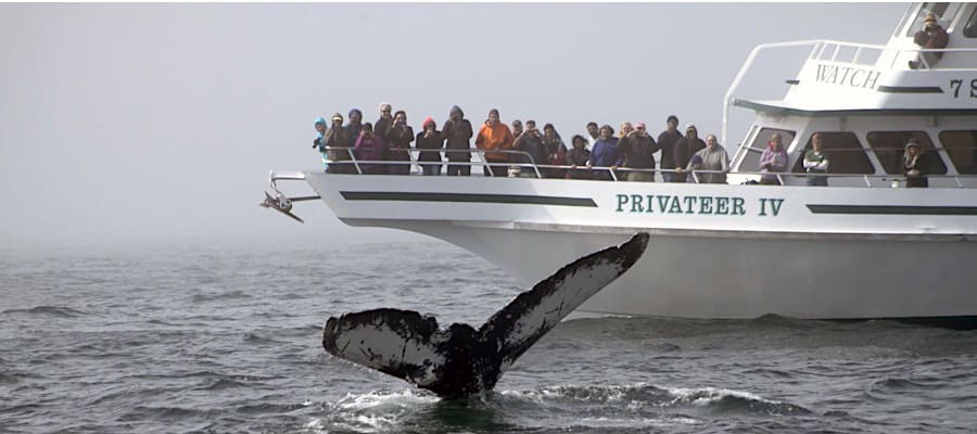 whale watch