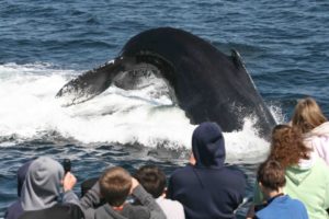 7 Seas Whale Watch Gloucester MA