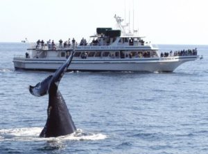 7 Seas Whale Watch Gloucester MA