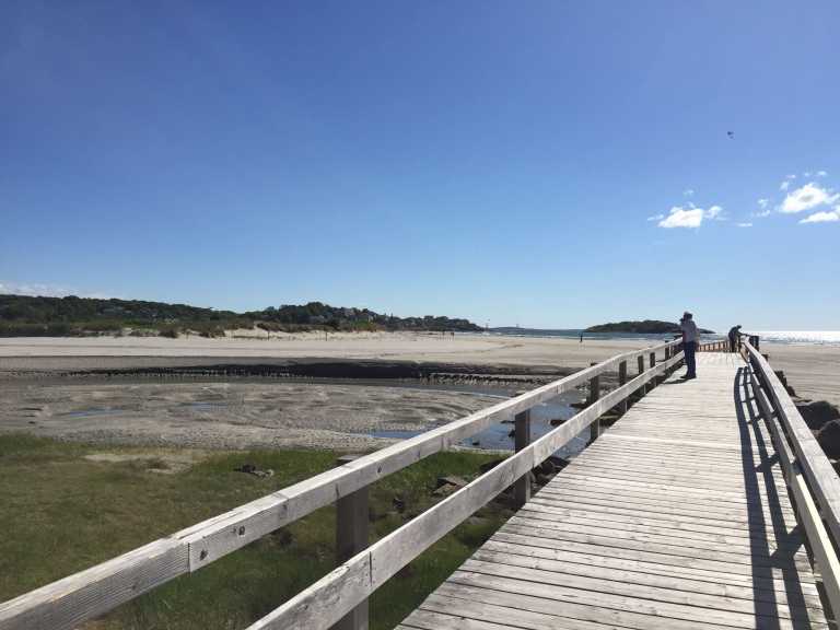 Good Harbor Beach amadaisy