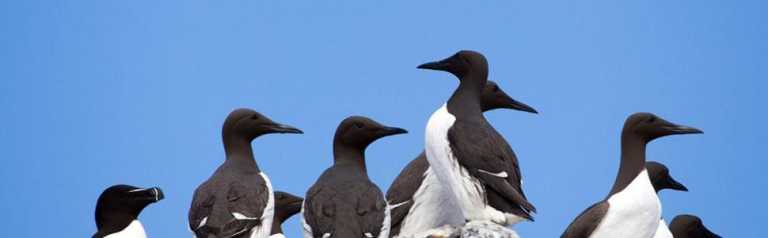 Talking Birds: Birdwatching Around Cape Ann