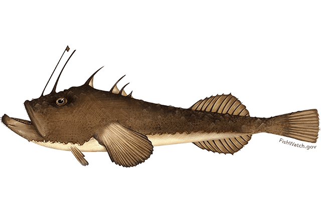 Gloucester-Fishermen's-Monkfish-Stew