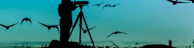 7-Cool-Snowbirds-Rockport-Gloucester