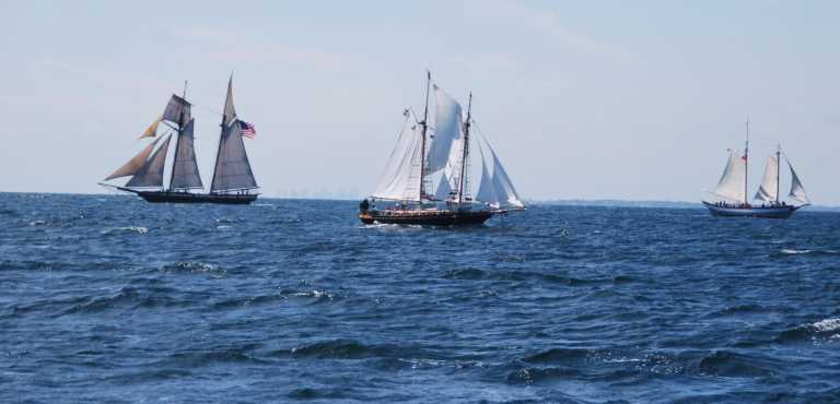 Schooners amadaisy cropped