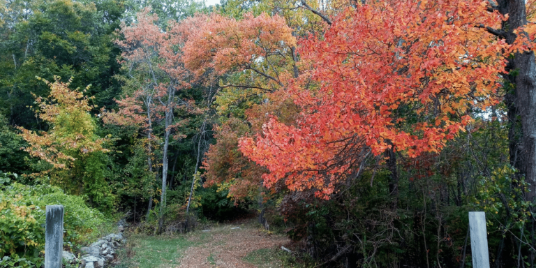 Fall foliage in Gloucester, MA