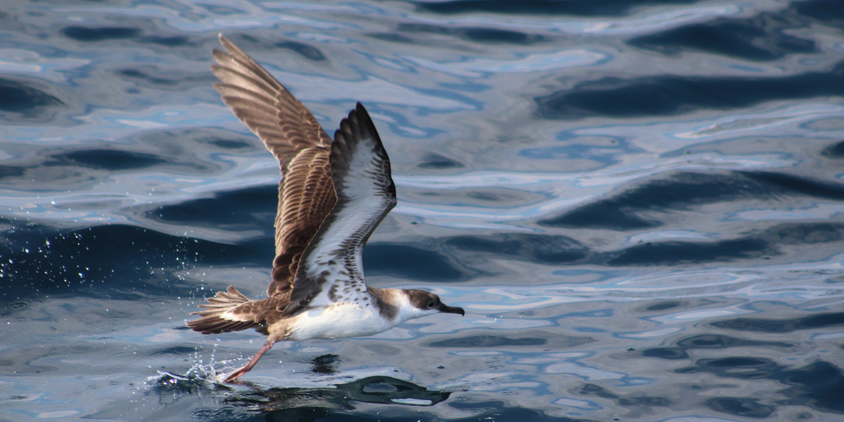 Great Shearwater