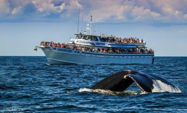cape-ann-whale-watch Cape Ann Whale Watch