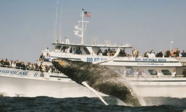 Cape Ann Whale Watch whale breaching