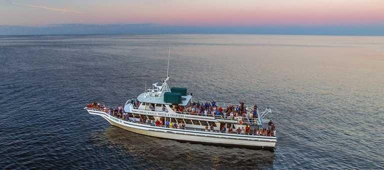 7-Seas-Whale-Watch-2