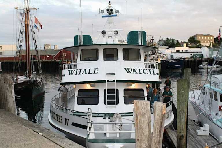 7-Seas-Whale-Watch-4