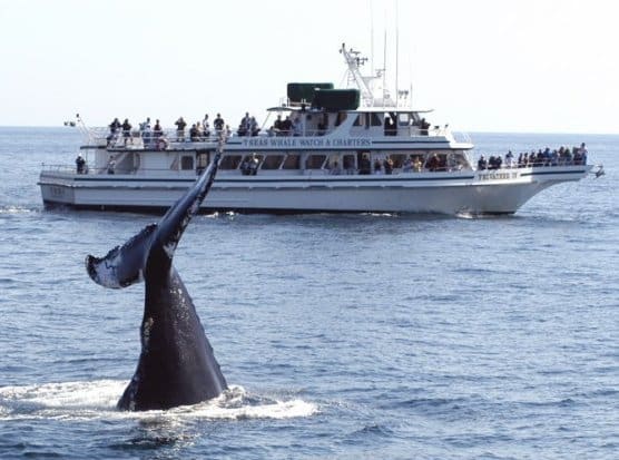 7-Seas-Whale-Watch-6