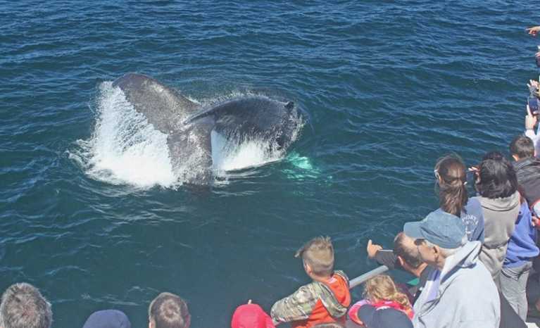 7-Seas-Whale-Watch-8