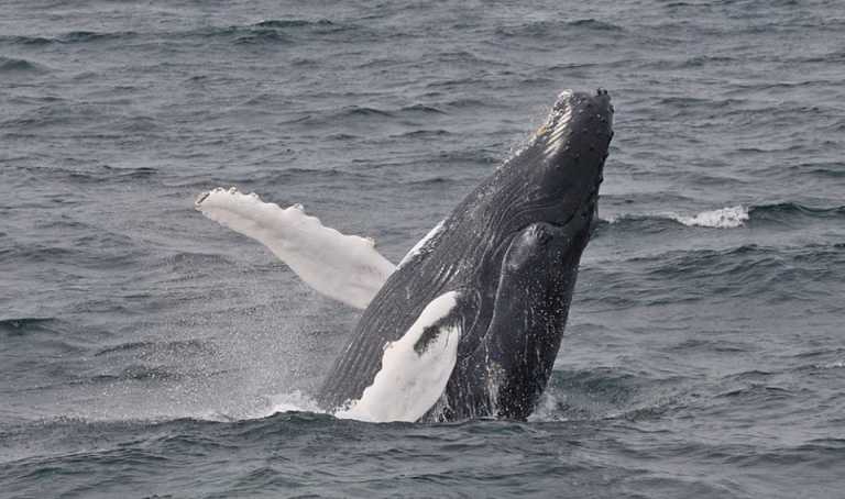 7-Seas-Whale-Watch-9
