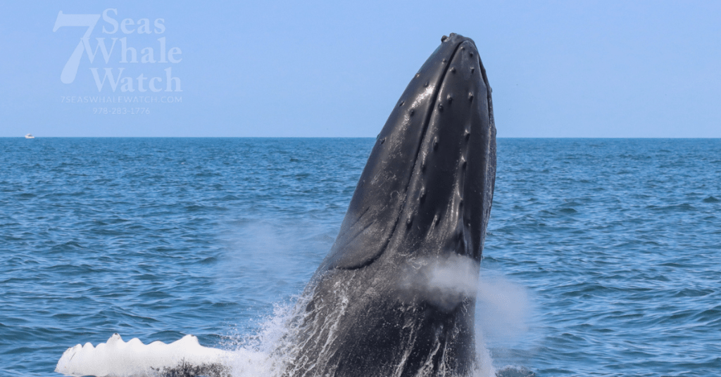 7 Seas Whale Watch Feature Image
