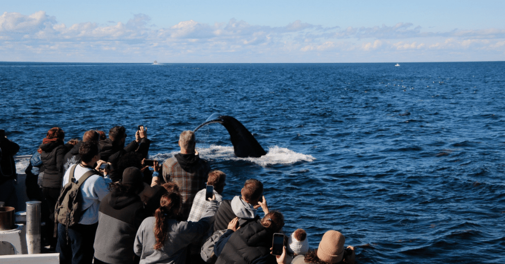 Cape Ann Whale Watch