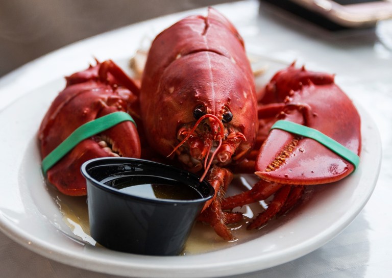 lobster-cruise-beauport-cruiselines